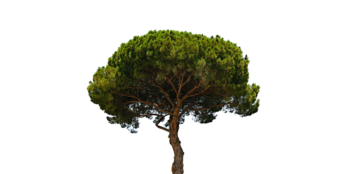 Image missing description