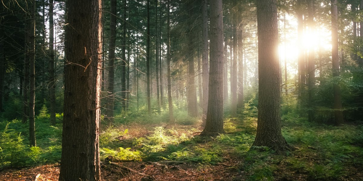 Image missing description