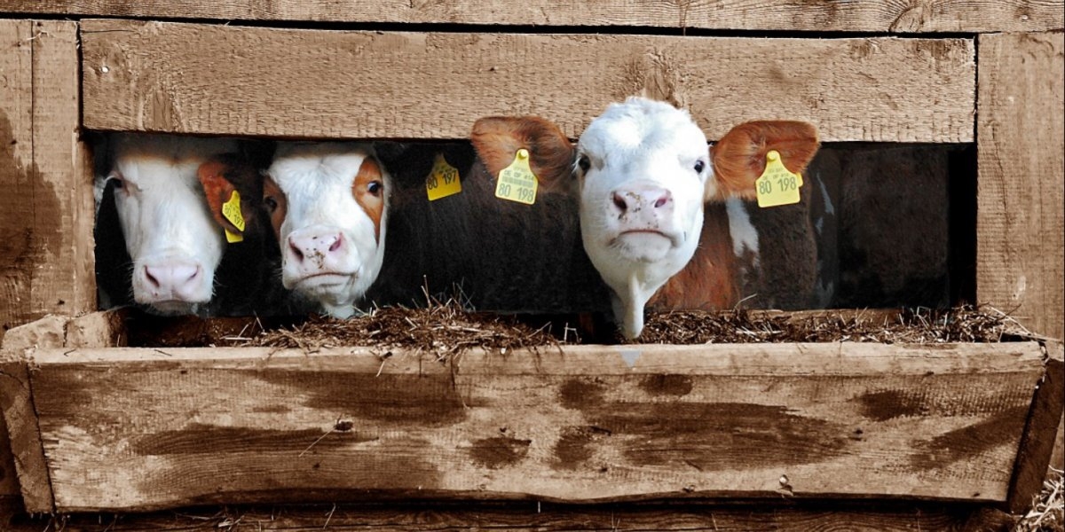 Bilde mangler beskrivelse