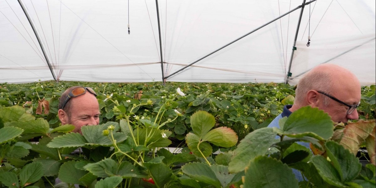 BÆR- OG FRUKTBONDE SIMEN MYHRENE VISER CICERO-FORSKER BOB VAN OORT RUNDT PÅ GÅRDEN.