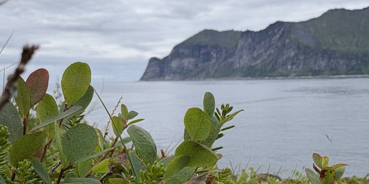Bilde mangler beskrivelse