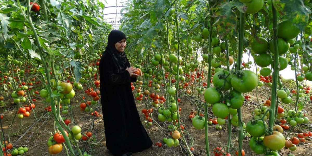 Bilde av en kvinne som høster tomater i Syria.