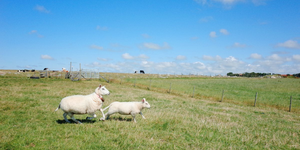 Bilde mangler beskrivelse