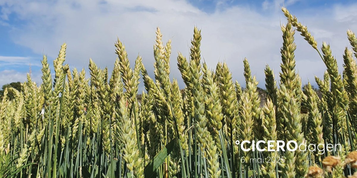 Bilde mangler beskrivelse