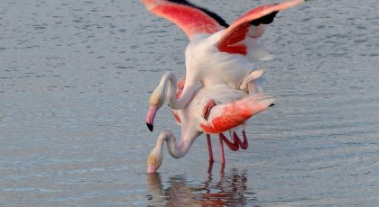 2 flamingoer som parrer seg