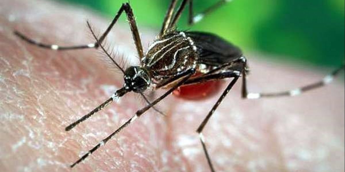 Bilde mangler beskrivelse