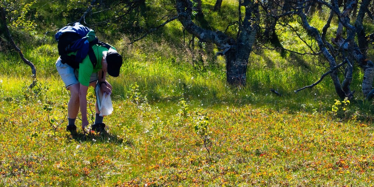 Bilde mangler beskrivelse