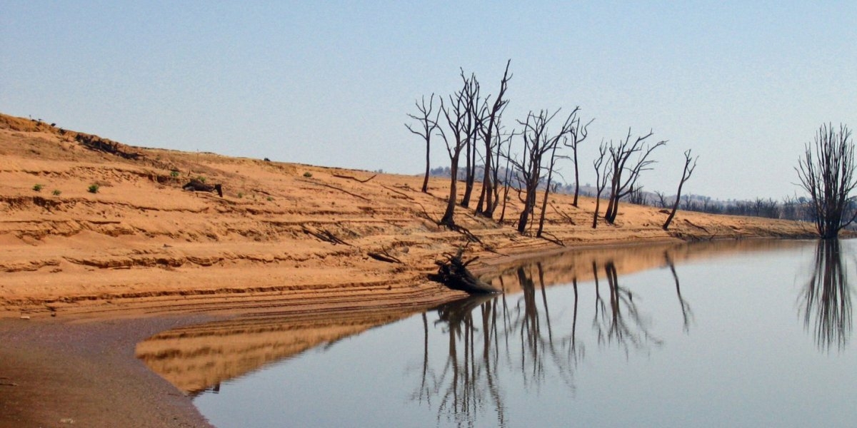 Tørre trør og ørkenlandskap.