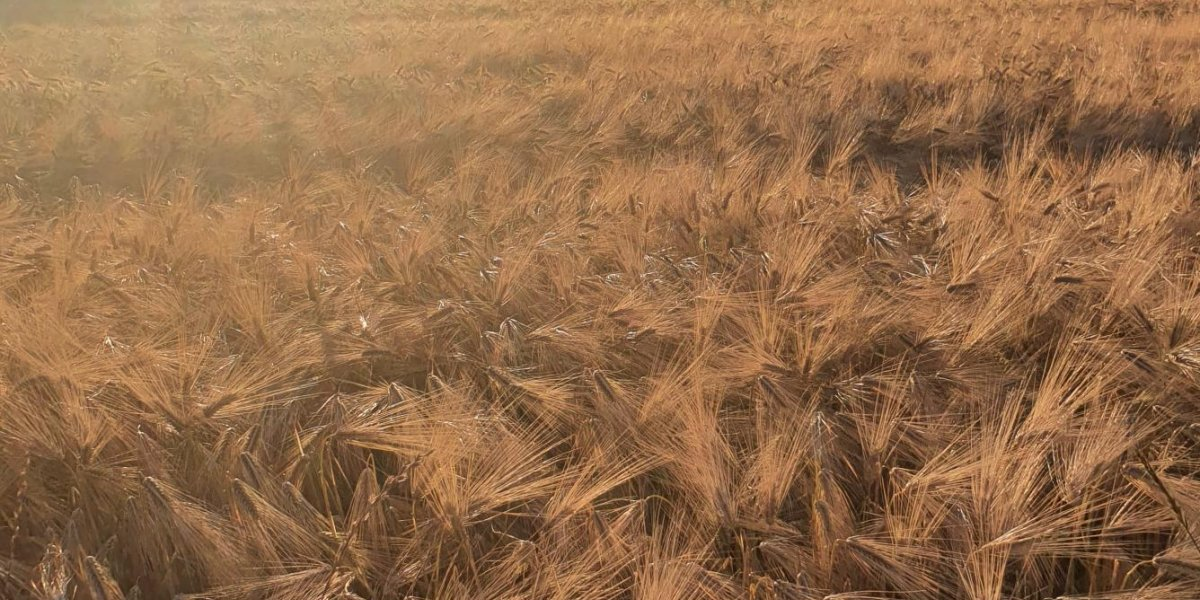 Bilde mangler beskrivelse