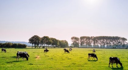 Bilde av kyr som gresser på grønn eng.