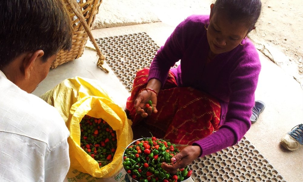 Bilde av en kvinne som selger grønnsaker på markedet i Nepal.