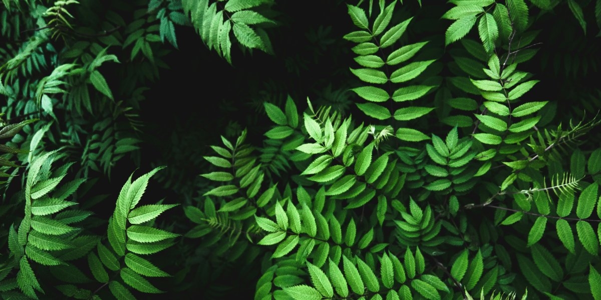 Bilde mangler beskrivelse