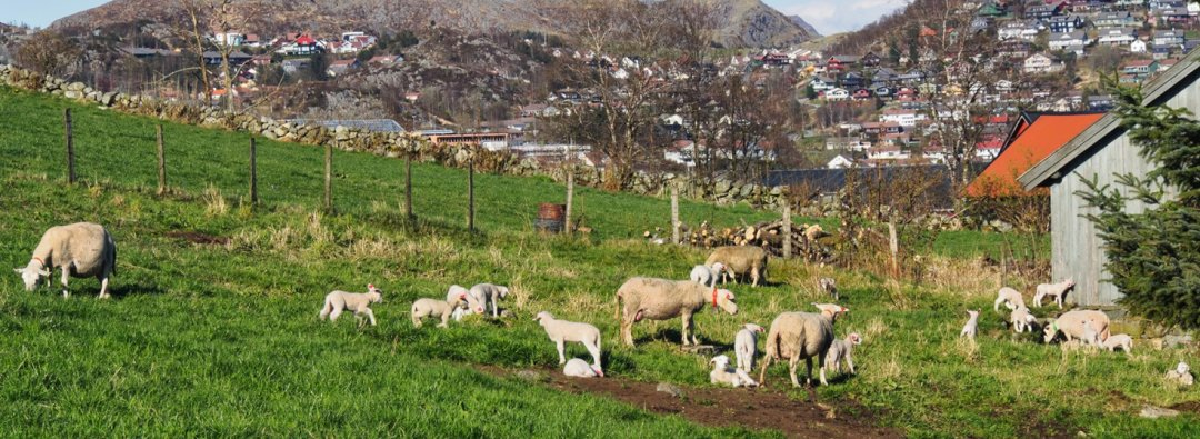 Bilde mangler beskrivelse