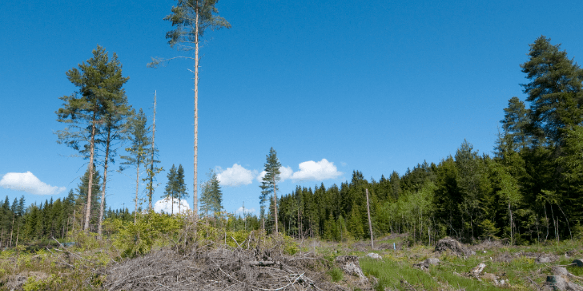 Bilde mangler beskrivelse