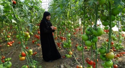 Dyrking av tomater